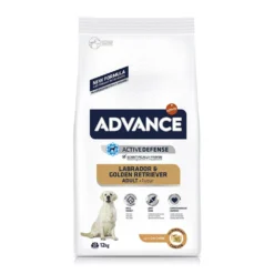 ADVANCE Labrador Retriever