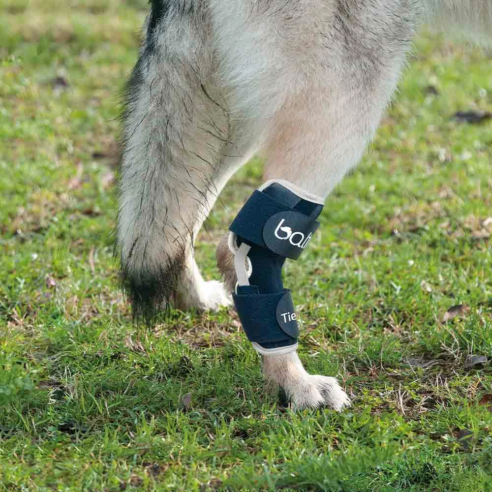 Tierarzt24 Rehab-Orthese BT Hock 2 Tierarzt24 Rehab-Orthese BT Hock – Bild 2