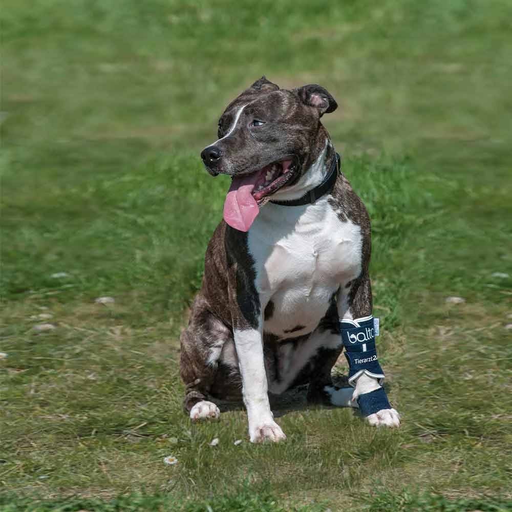 Tierarzt24 Rehab-Orthese BT Splint 2 Tierarzt24 Rehab-Orthese BT Splint – Bild 2