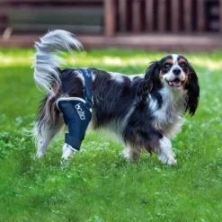 Tierarzt24 Rehab-Orthese BT Jump Rechts