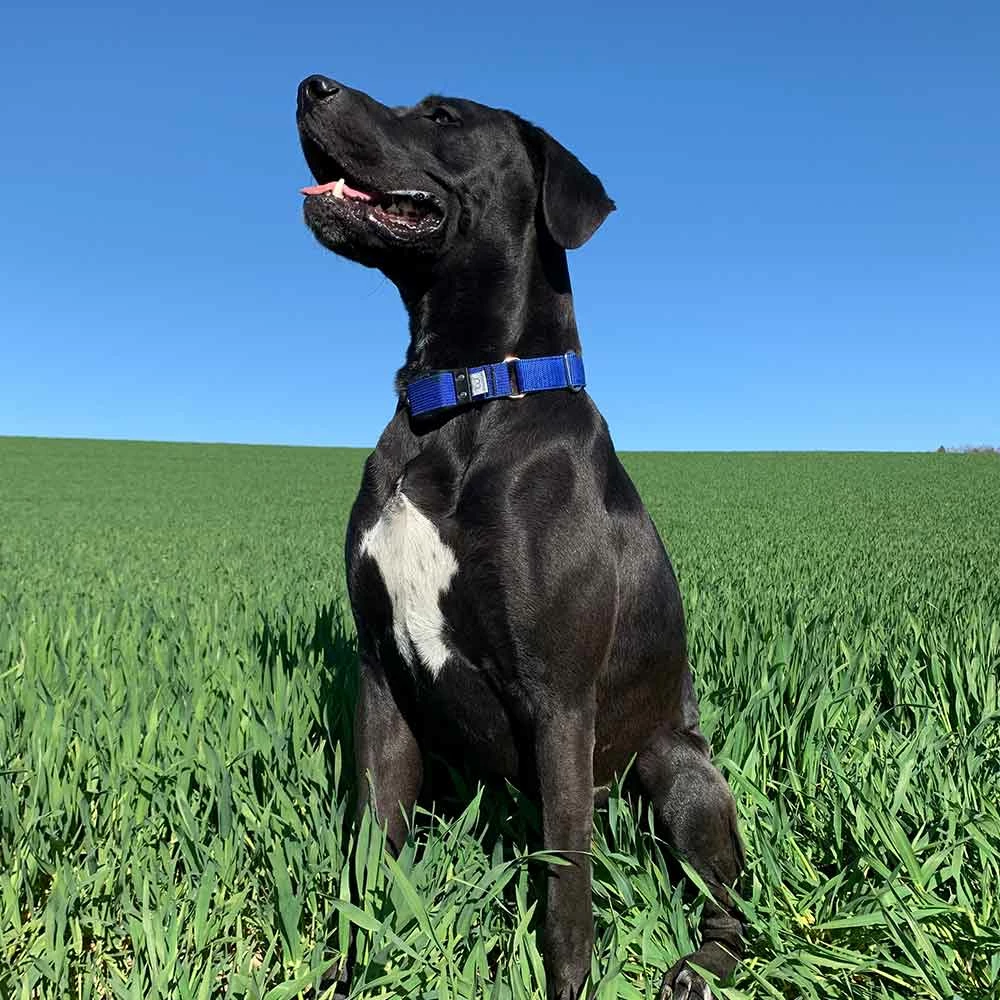 WowWow Professional Blau 3 WowWow Professional Blau – Bild 3