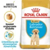 Royal Canin Labrador Retriever Puppy Welpenfutter Trocken 15 Royal Canin Labrador Retriever Puppy Welpenfutter Trocken -Tier Geschäft 0054646 royal canin labrador retriever puppy welpenfutter trocken