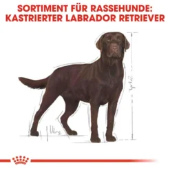 Royal Canin Labrador Retriever Adult Sterilised Trockenfutter Für Kastrierte Hunde 9 Royal Canin Labrador Retriever Adult Sterilised Trockenfutter Für Kastrierte Hunde -Tier Geschäft 0054795 royal canin labrador retriever adult sterilised trockenfutter fur kastrierte hunde