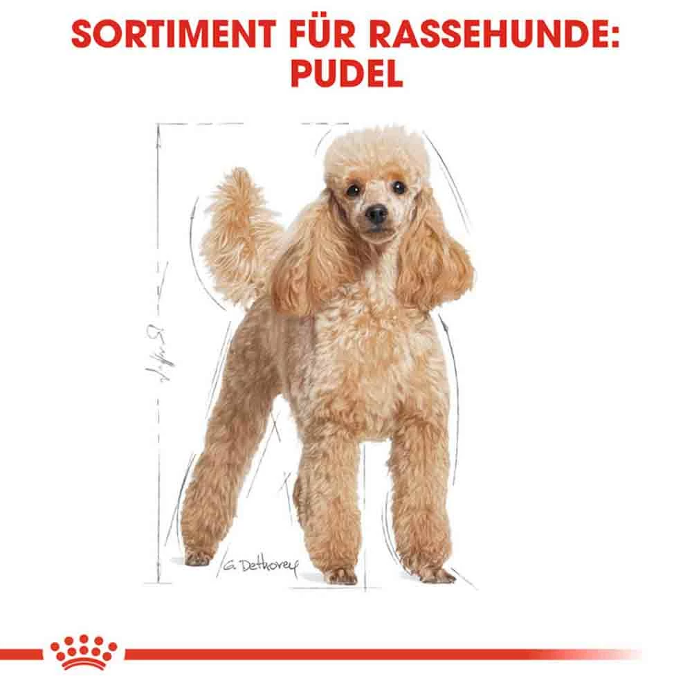 Royal Canin Poodle Adult Hundefutter Trocken 3 Royal Canin Poodle Adult Hundefutter Trocken – Bild 3