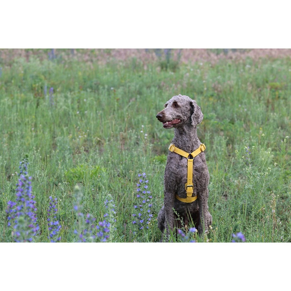 Das Lederband Barcelona Geschirr Vibrant-Yellow 2 Das Lederband Barcelona Geschirr Vibrant-Yellow – Bild 2