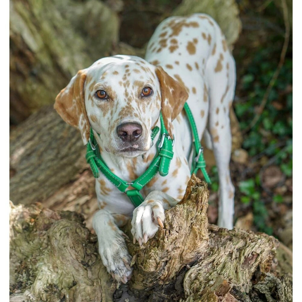 Das Lederband Barcelona Geschirr Summer-Green 2 Das Lederband Barcelona Geschirr Summer-Green – Bild 2