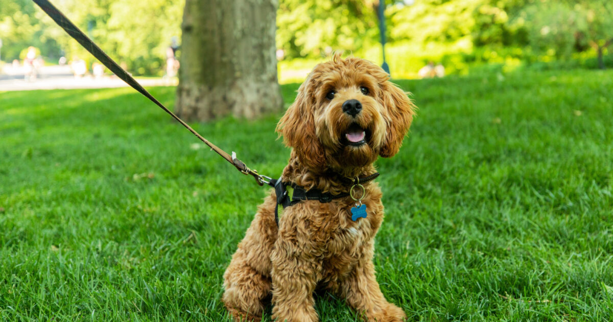 Tier Geschäft -Tier Geschäft Dog 20200609 AH9A8387 RT